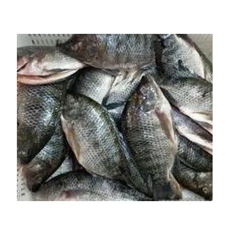 Premium Quality Frozen Fish Tilapia | Whole Red Tilapia Fish Bulk Stock ...