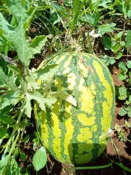 Fresh Sweet Watermelon,Seedless Watermelon For Sale,Wholesale ...