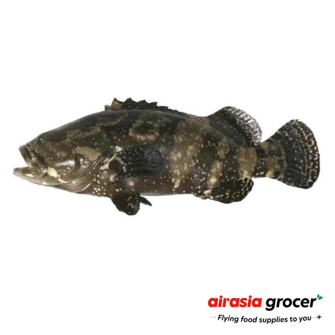 Best Quality Frozen Tiger Grouper Fish Wholesale From Malaysia Buy