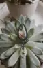 Same as in  image