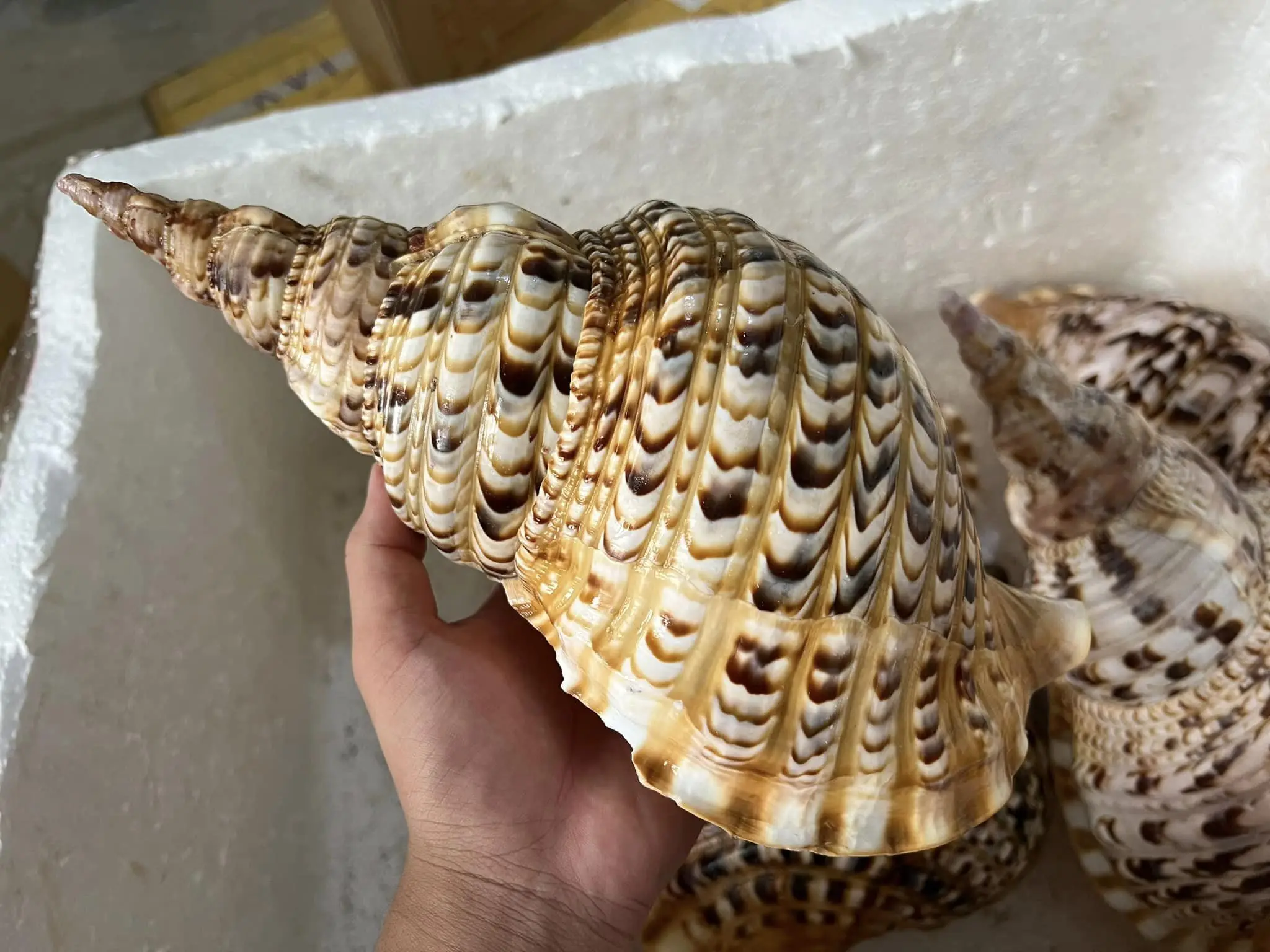 Decorating Seashell/ Trumpet Triton Shell/ Triton Conch Shell for Exporting