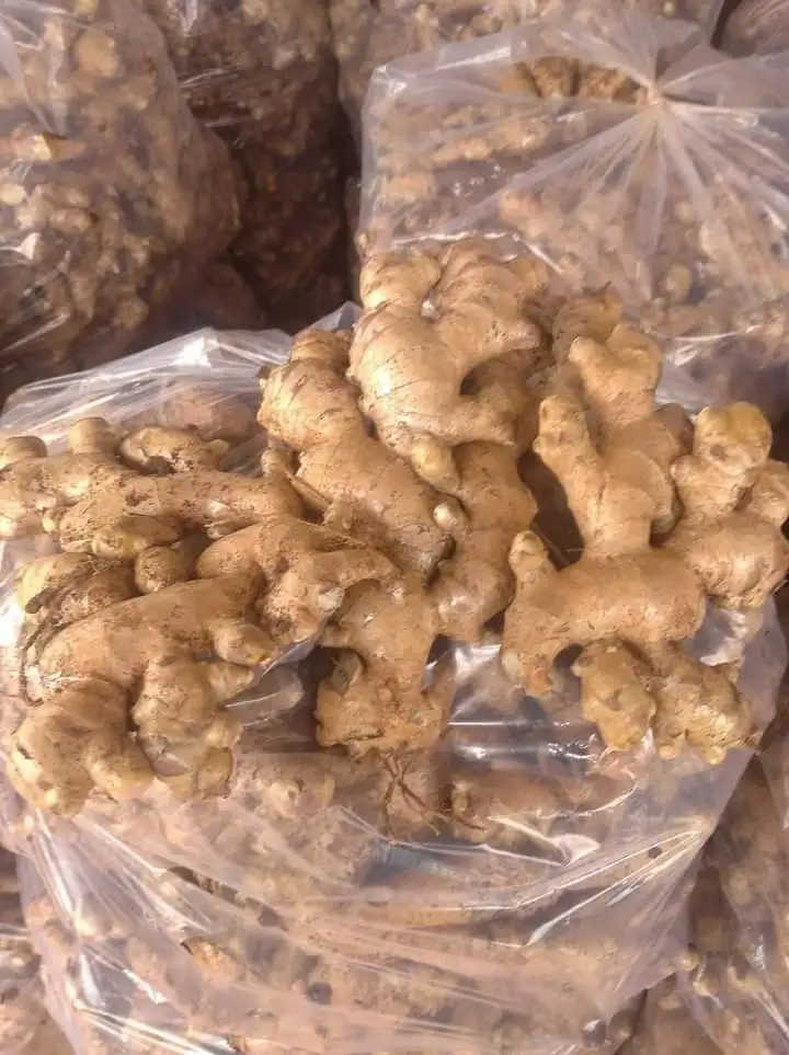 Fresh Ginger Fro Buyer Dried Ginger Supplier From Vietnam For Sale