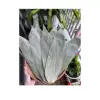 Natural Dried bamboo leaves