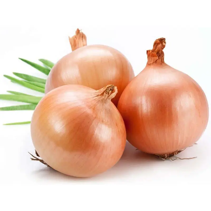 Top Selling Super Quality Fresh Onions New Crop Red Onion at Wholesale Price from Austria