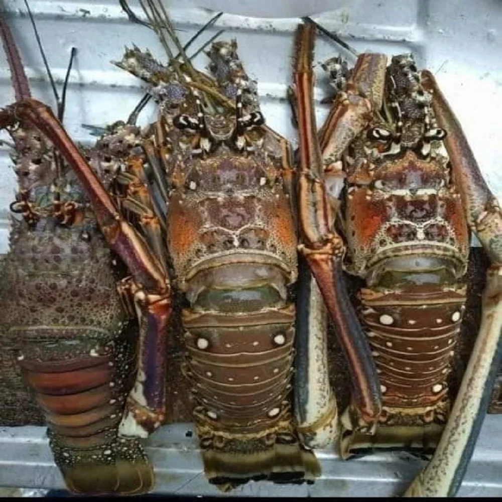 Hot sale Seafood Fresh and Frozen Lobster, Frozen Lobster, Frozen Lobster Tails Fresh Lobsters Canadian