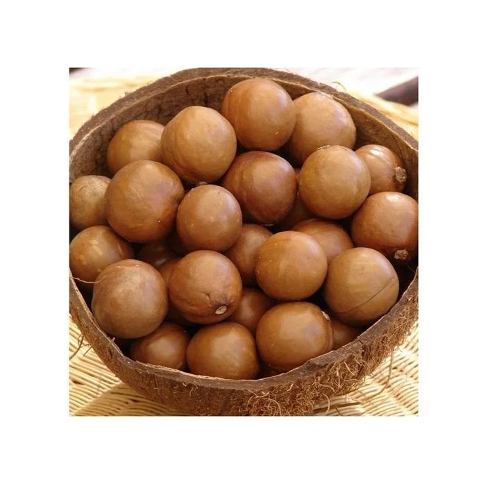 Hot sale Macadamia Nuts Raw Salted Roasted Maca Powder Healthy Food Macadamia in Shell