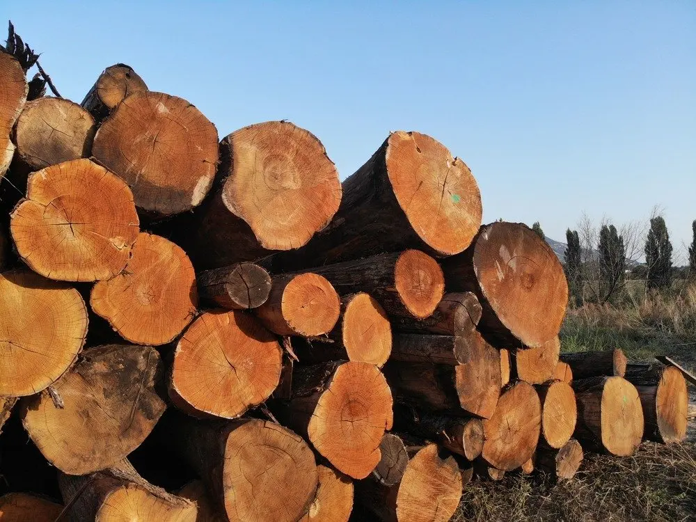 High Quality Chestnut Firewood Logs for Export to Asia From a Reputable Timber Exporter