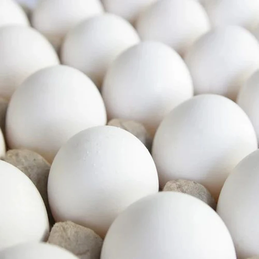 Яйца беларусь купить. Инкубационное яйцо Росс 308. Цвет яиц Росс 308. Яйцо куриное. Яйцо куриное белое.