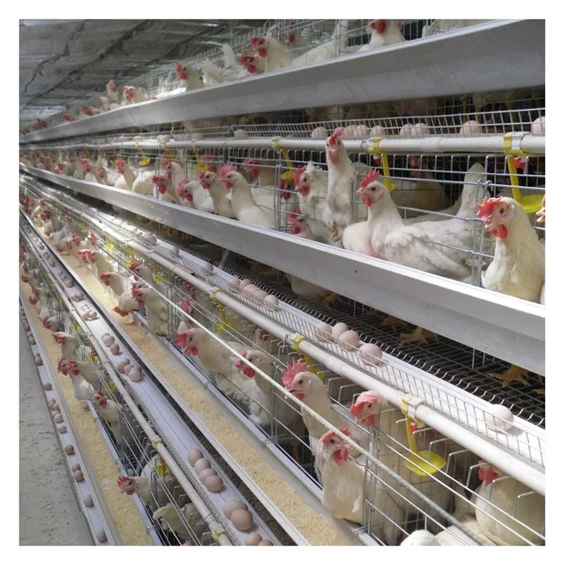 Broiler Hatching Eggs Ross 308 And Cobb 500 And Chicken Table Eggs