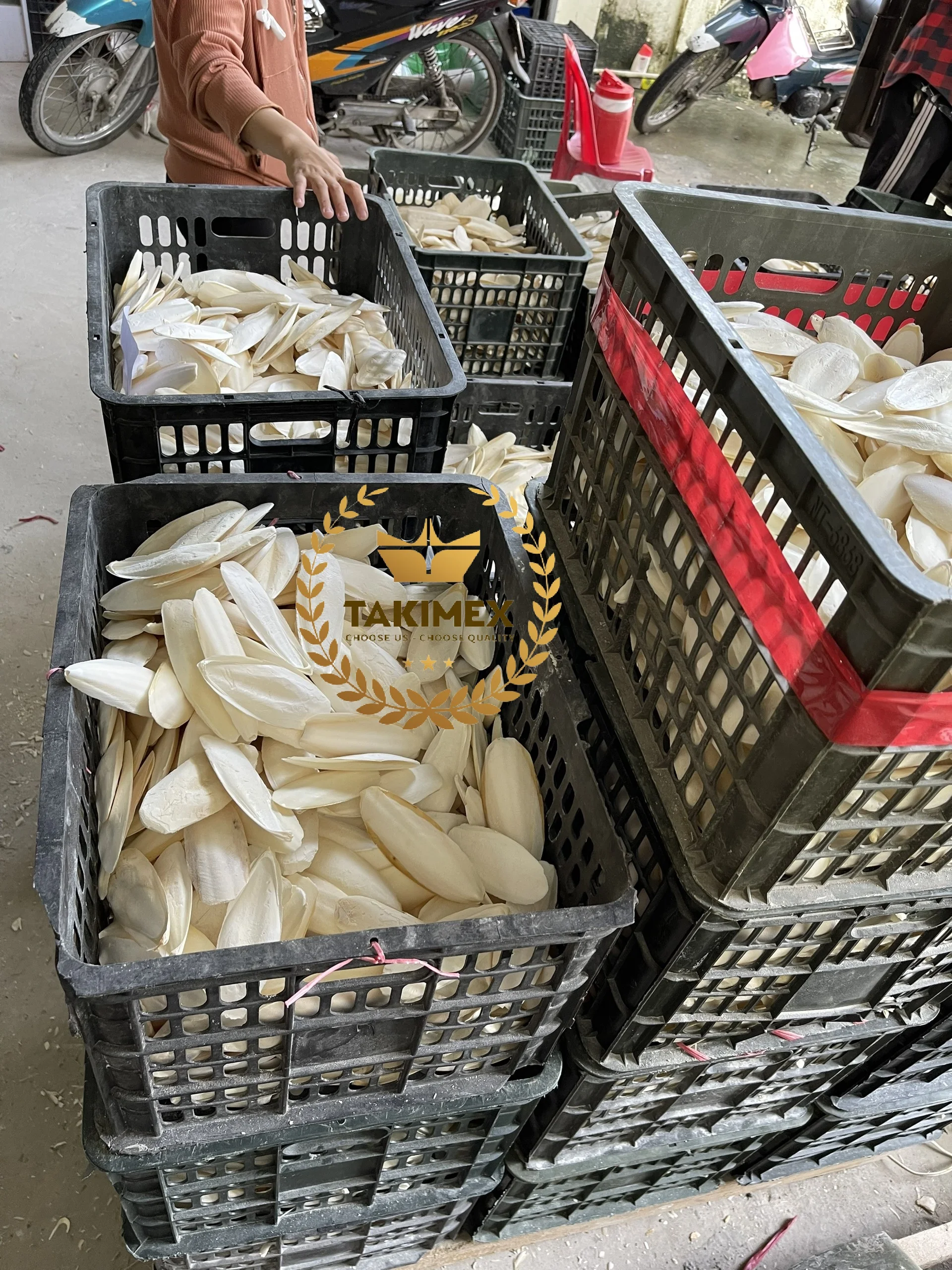 Very High Quality Dried Cuttlefish Bone/ Cuttle Bone/ Sepia Bone