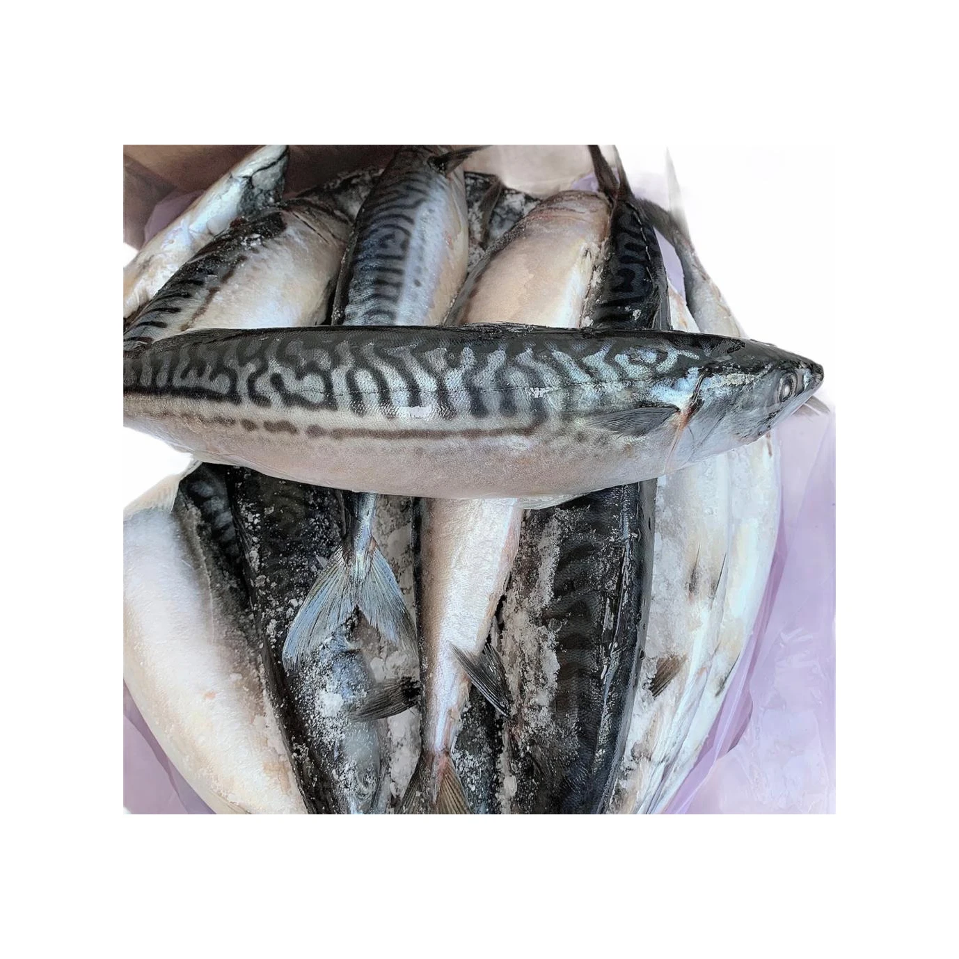 Horse Mackerel Fish Big Eye Mackerel Fish Japanese Horse Mackerel