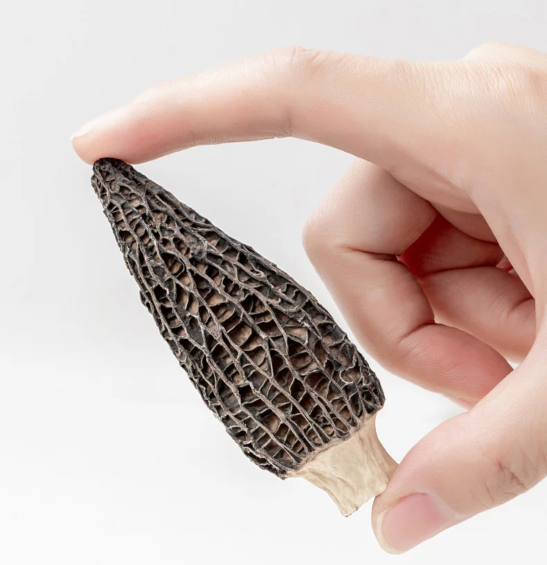Preferential Price Morels High Quality Cultivated Morille Mushrooms