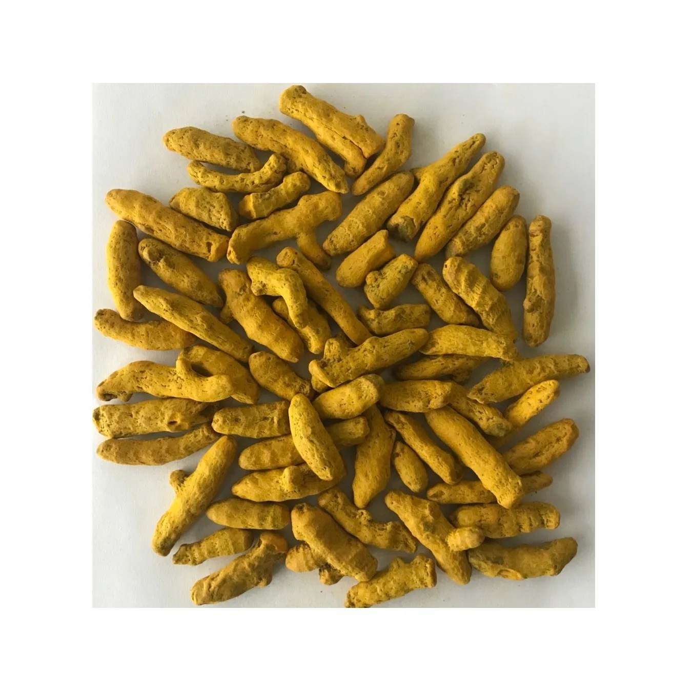 Wholesale Supply Premium Spice Grade Whole Turmeric Fingers Available ...