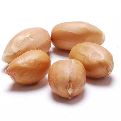 High Quality Blanched Dried Red Skin Grade a Peanut KBS Brand 12 Months Shelf Life 25kg Packaging Food Use