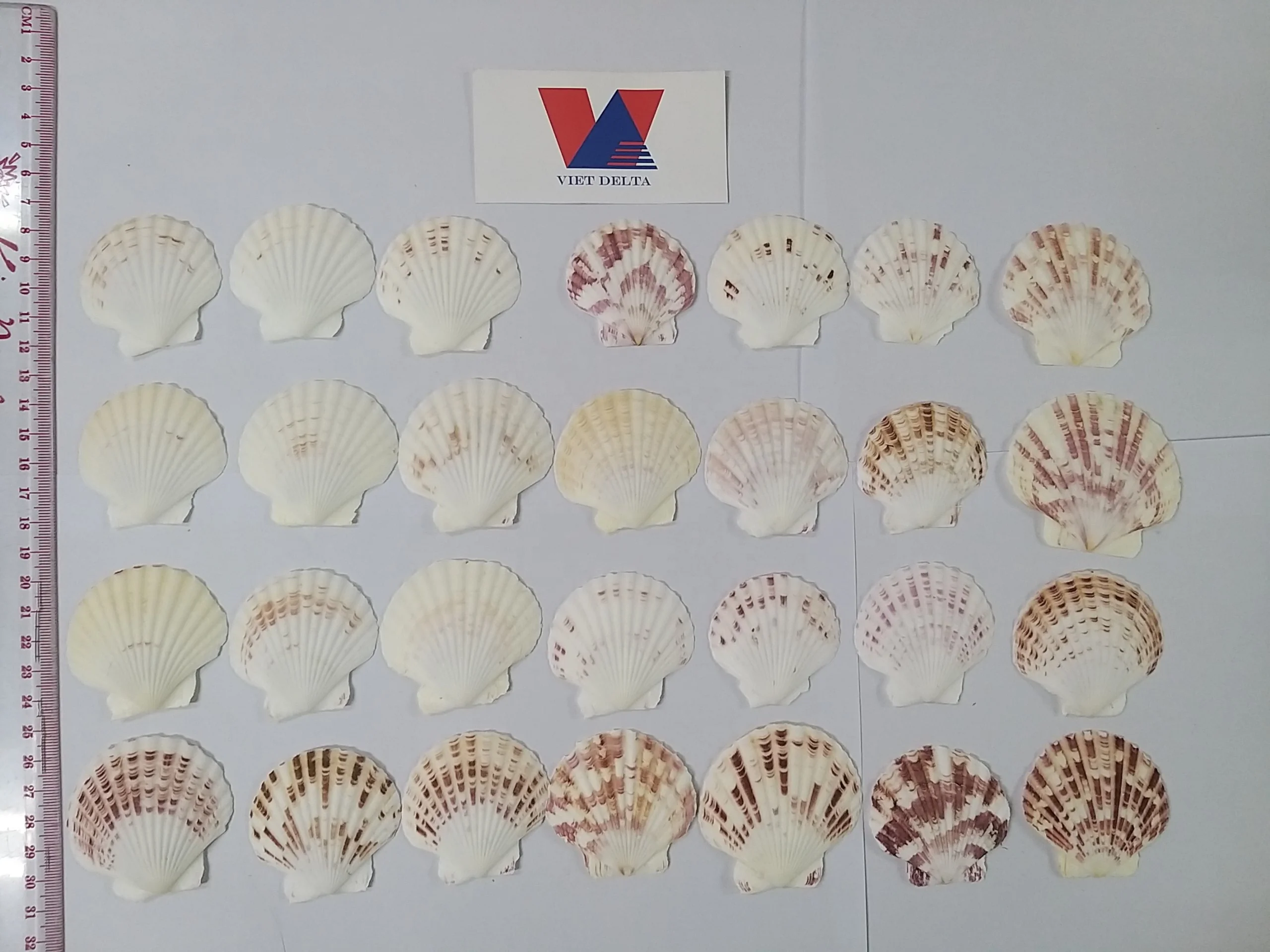 Sc Shaped Shell Sea Snail Shells Used to Make Decorative Handicrafts Are the Best ...
