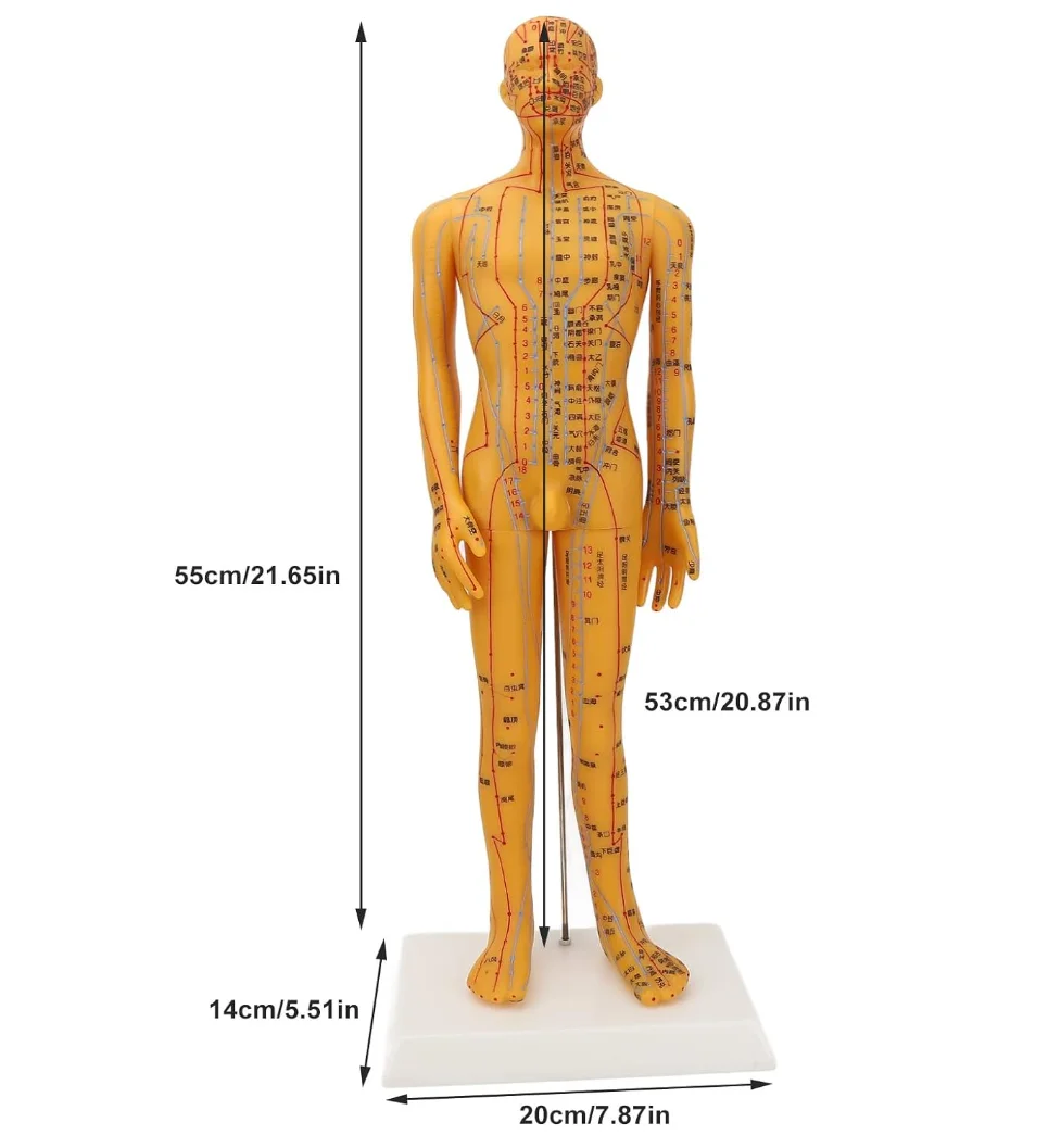 Male Female Human Body Acupuncture Model With Large Base Fixed Point ...