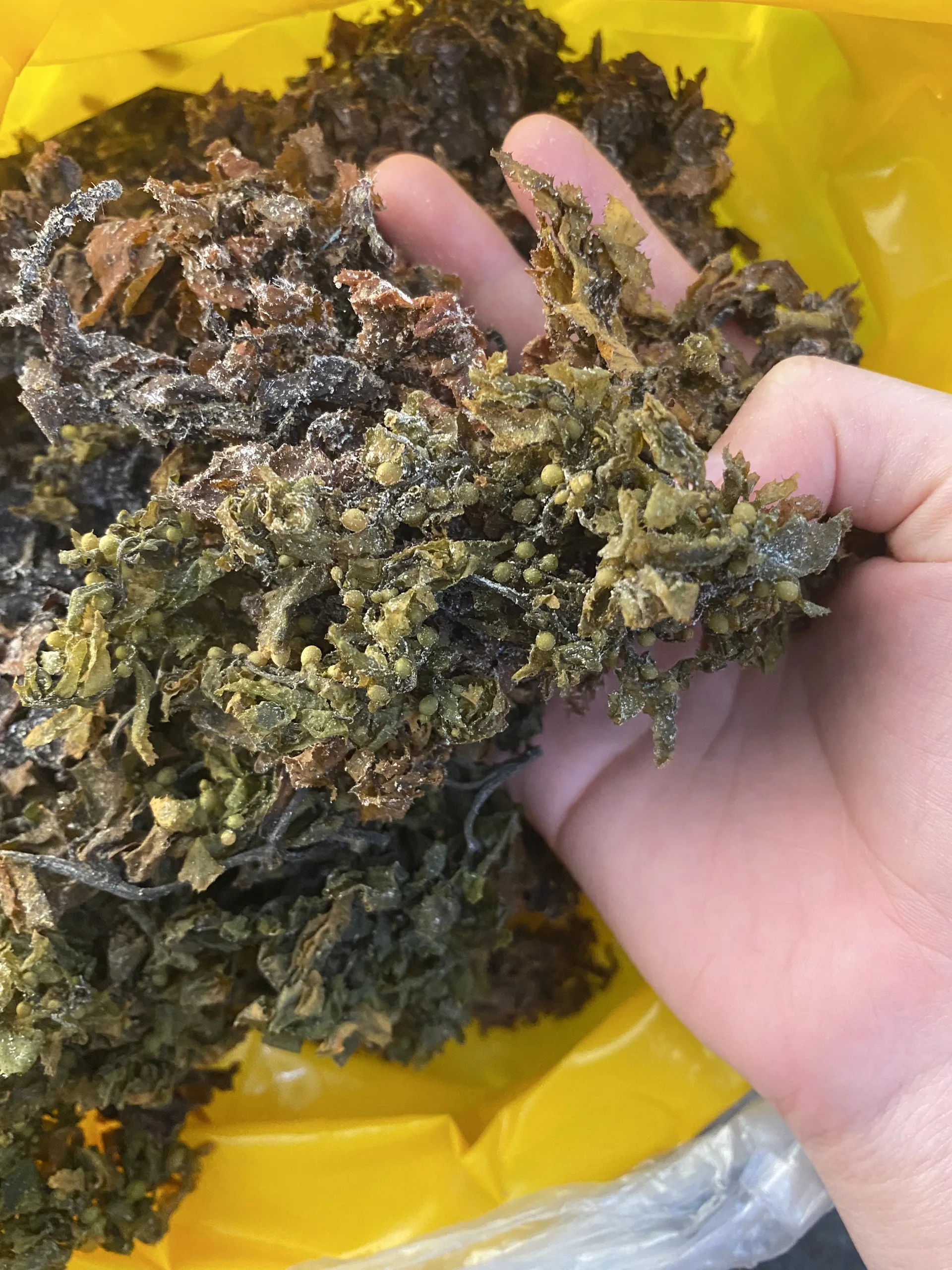 Raw Dried Sargassum Seaweed Big Leaves Original From Vietnam Dried