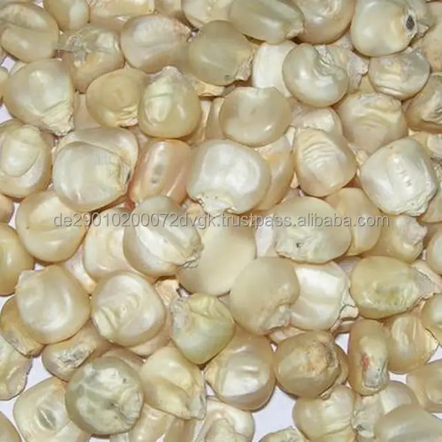 White Corn 3.jpg