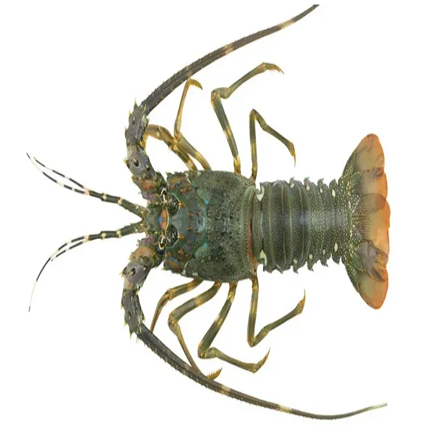 Live Lobsters/live Spiny Lobsters/live Seafood Wholesalers Bulk ...