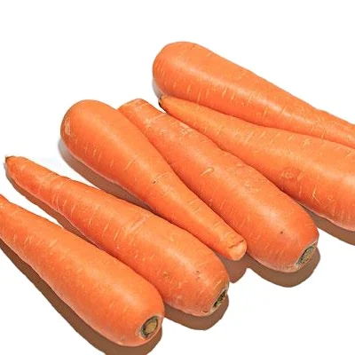 Fresh Carrot Fruit & Vegetable Products Good Price Organic Follow the Customer's Request Made in Vietnam Manufacturer