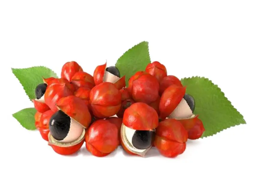 High Quality Guarana Extract Powder Pure Guarana Seeds Factory Supply Bulk