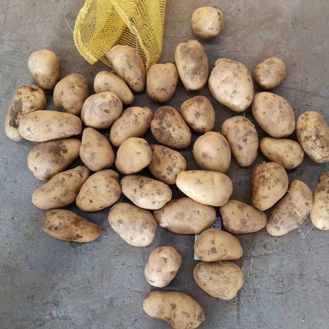 Картофель экспорт оптом по лучшей цене высококачественный картофель новейшие овощи урожая