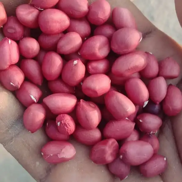 European Best Grade Raw Peanuts For Sale Buy Raw Peanuts Ground Nut