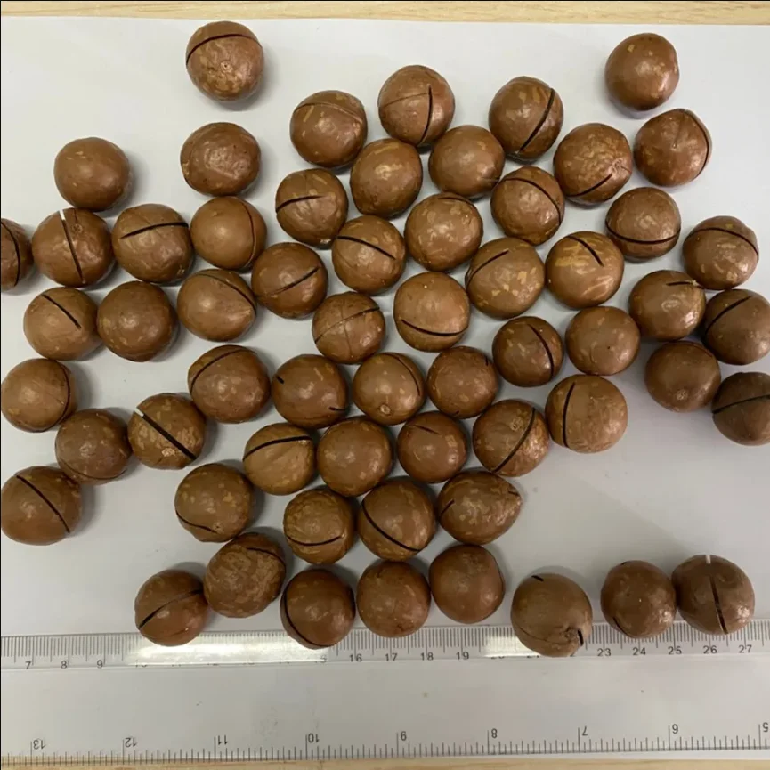 Raw Macadamia Nuts Dried Style for Sale