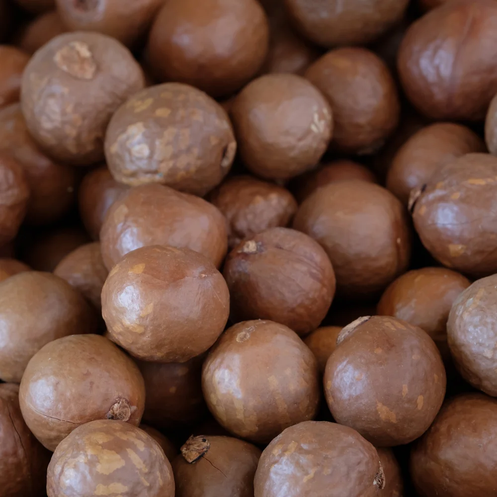 Premium Organic Macadamia Nuts in Shell Raw Bulk Supplier | High Quality Natural Macadamias Wholesale for Export & Retail
