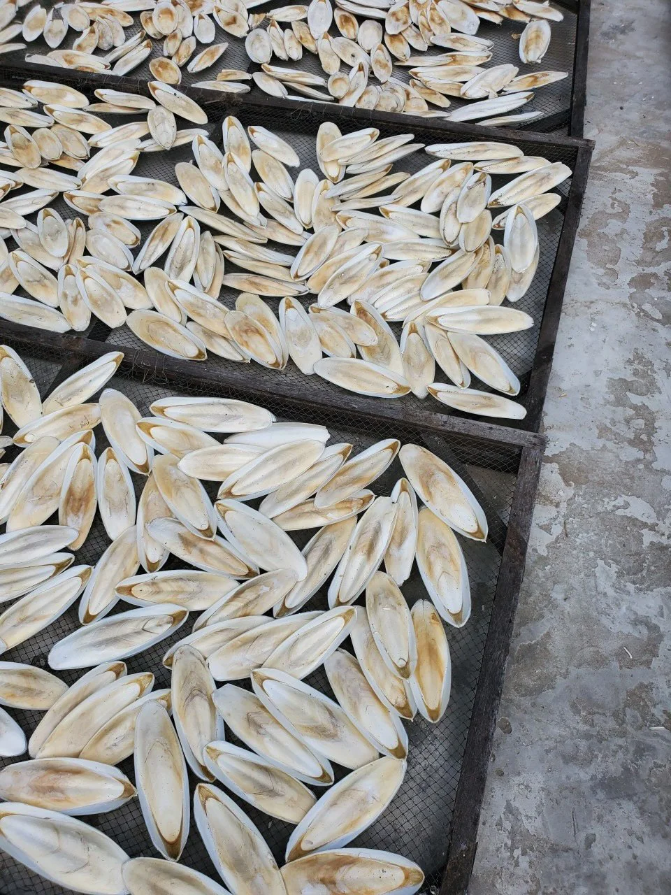Wholesales Cuttlefish Bone for Pet with Cheap Price Top Grade Cuttlefish Bone for Sale