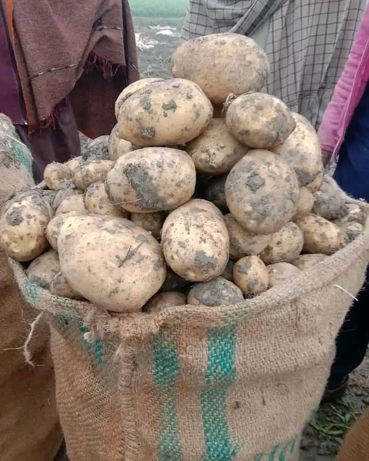 Свежий тайский картофель свежий ирландский французский