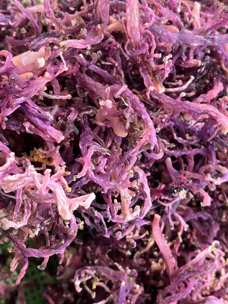 Top Sea Moss / Irish Moss / Eucheuma Cottonii - Making Seamoss Gel From