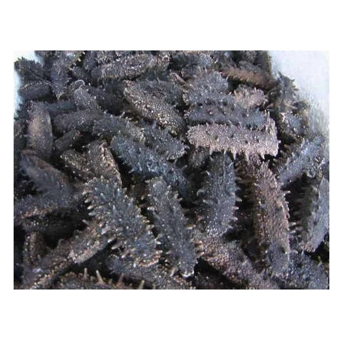 Direct Supplier Of Dried Sea Cucumber - Dried Seafood At Wholesale ...