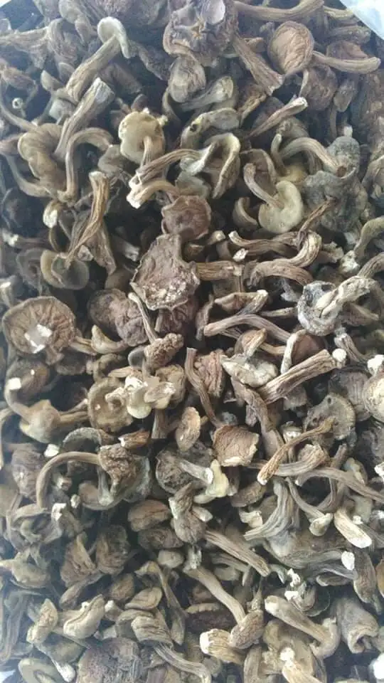 Замороженный сушеный шиитаке мелалеука гриб Tylopilus Felleus из Вьетнама сырое пищевое дополнение в упаковке