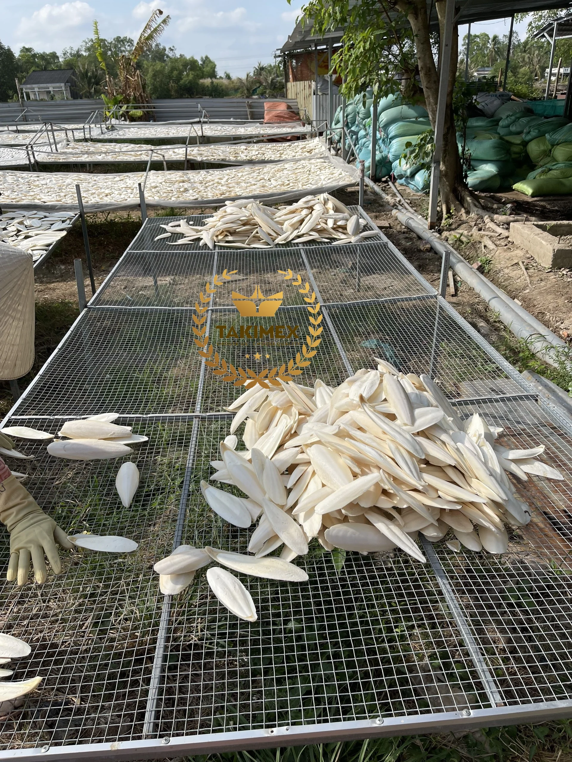 High Quality Dry Cuttlefish Bone Cuttlebone Os De Seiche Cuttle Fish