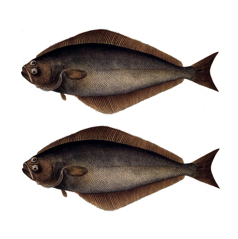 Wholesale Price Supplier Of Fresh Frozen Atlantic Halibut Fish Fast