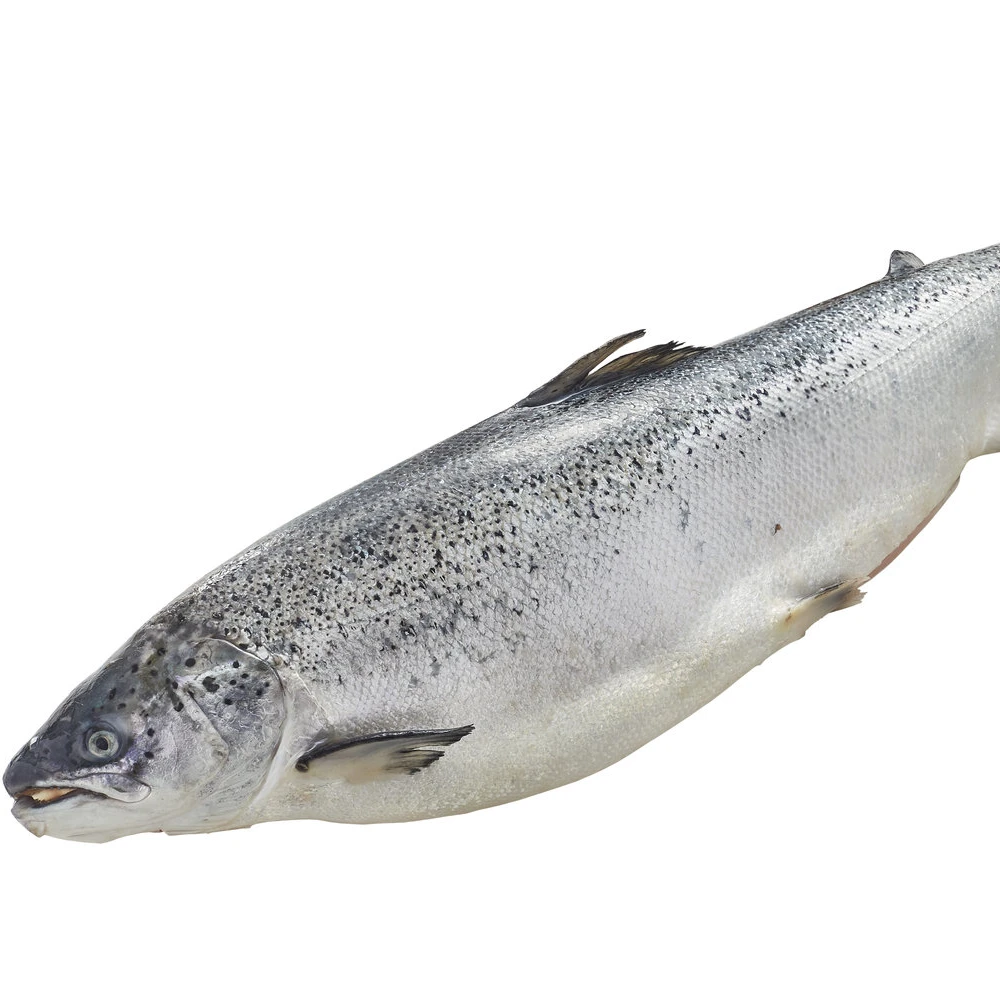 High Quality Farmed Salmon Or Wild Caught Salmon Fish At Low Price Buy High Quality Farmed