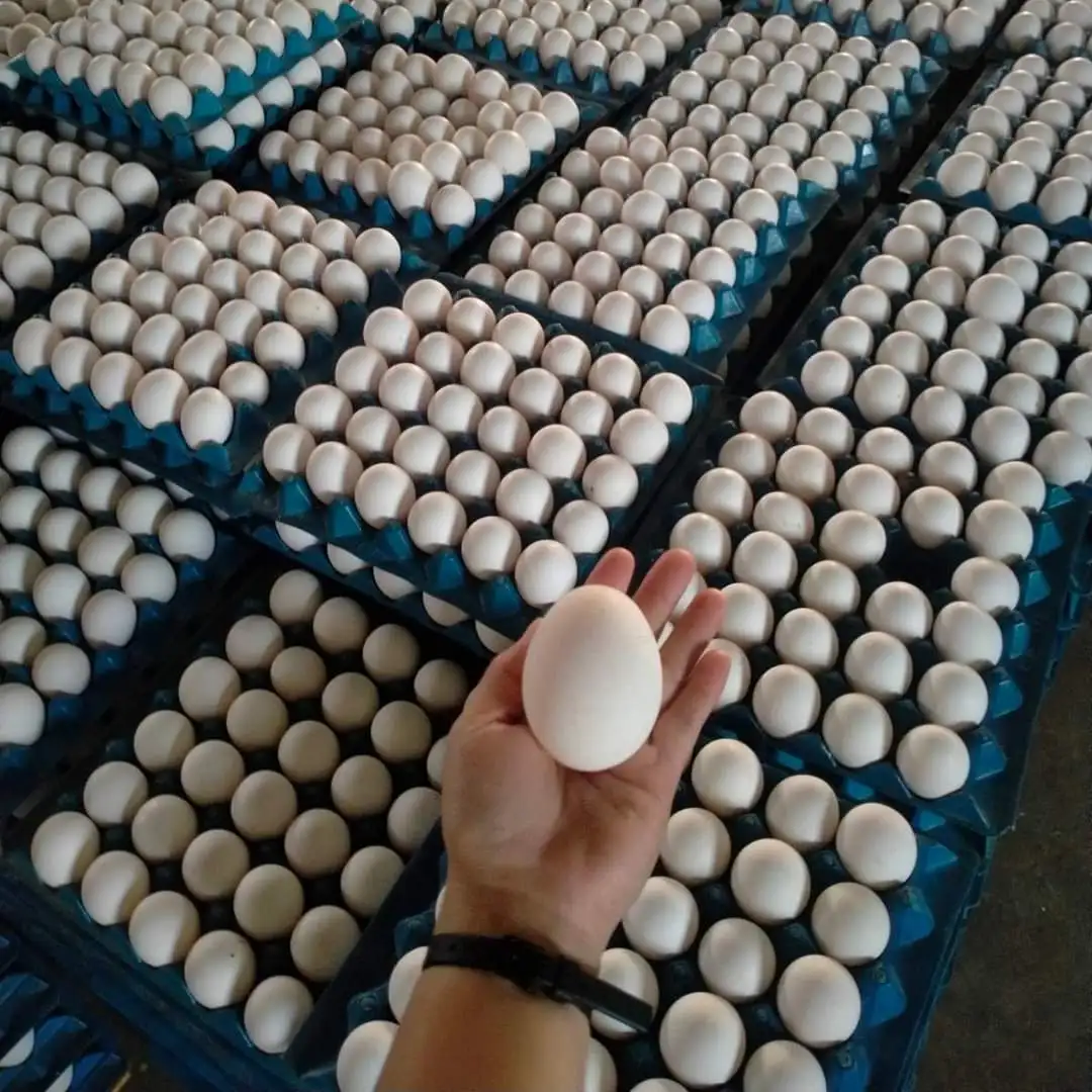 Freshly Stock Brown /white Shell Table Eggs For Sale At Wholesale Price