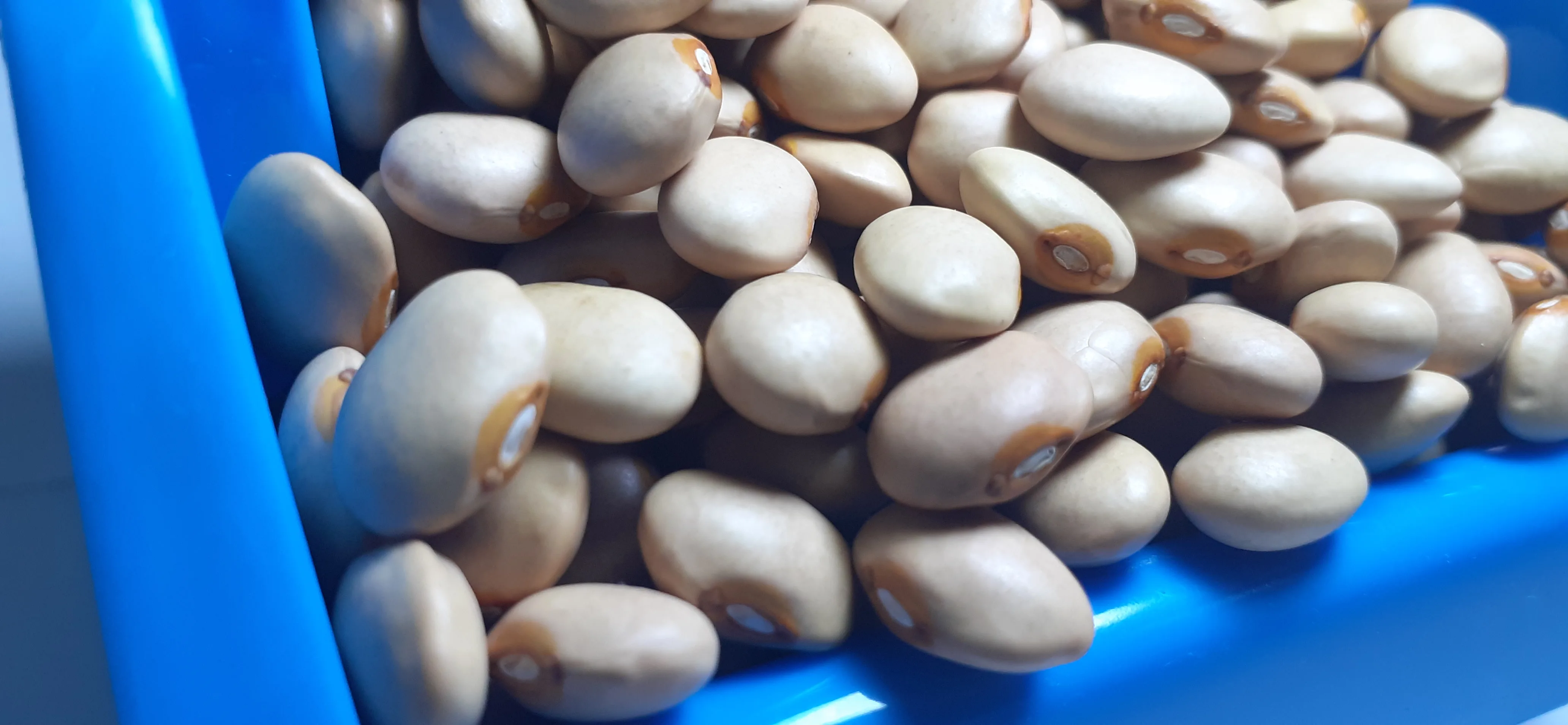 New Crop 2024 Ethiopian Cream Bean,Bright Yellowish Grains,290-320pcs ...