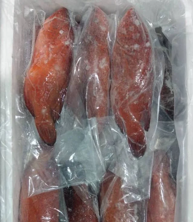 Super Quality Frozen Seafood Malaysia Grouper Coral Trout Chinese Food Delicacy Tender Grouper