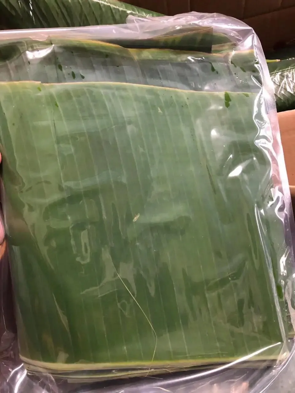 Great Quality Banana Leaf 100 Natural From Vietnam Fresh And Frozen Green Banana Leaf Cheapest