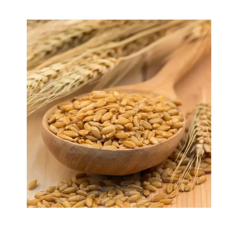 Organic Malted Barley Grain For Beer Brewing,Price Of Barley Malt Buy