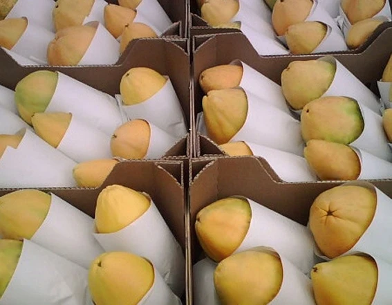 Import with Confidence and Exclusive Import Offer Fresh Papaya Oval From Viet Nam for Importer and for Buyer