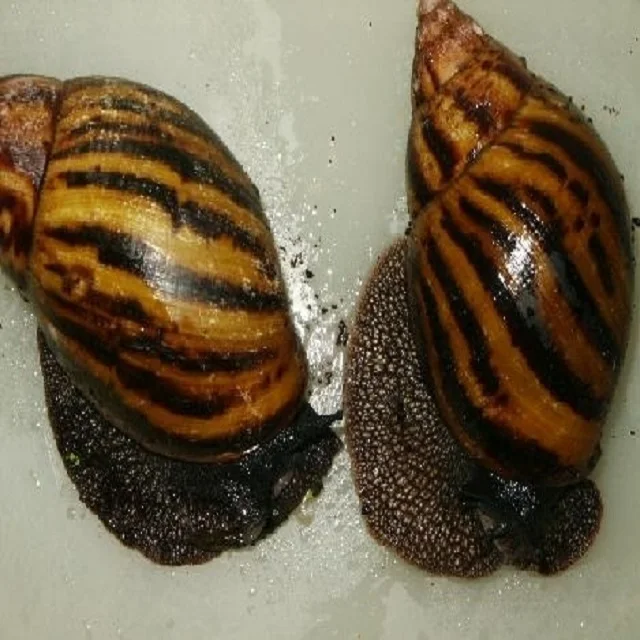 Giant African Land Snails For Sale,High Quality Edible Snails Frozen