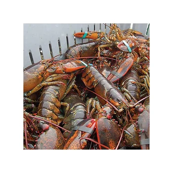 Fresh Live Lobster | Wholesale Live Canadian Lobsters | Live Boston ...