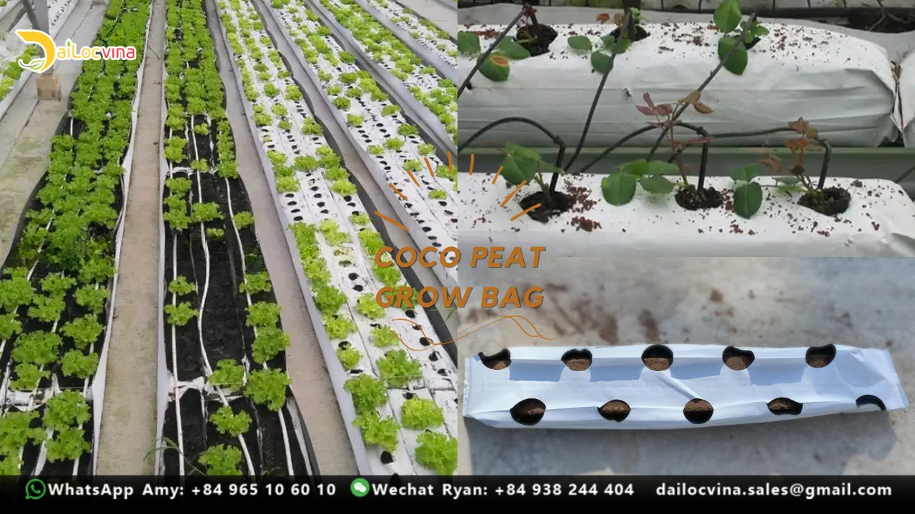Hydroponic STRAWBERRY Grow Bags - YouTube