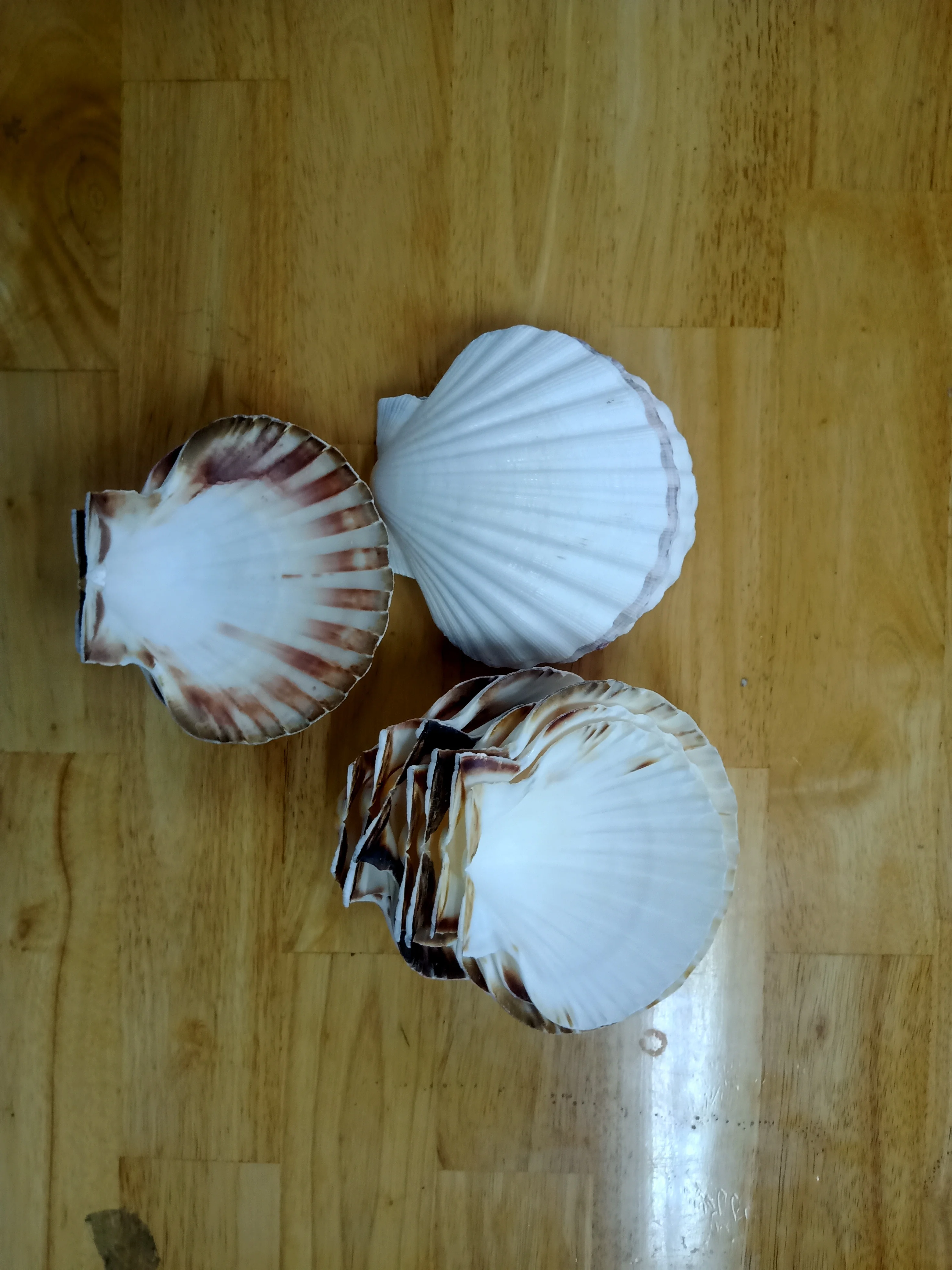 Seashell Powder Biodegradable Cosmetic Grade Calcium Empty Raw Sea Scallops Natural Scallop Shells Scallops Shell