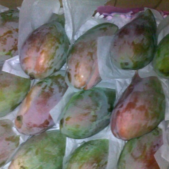 Fresh Mango Fruit Canada Wholesale Fruit Buy Fresh Mango Fruit Mango Fresh Mangos Frozen Mango