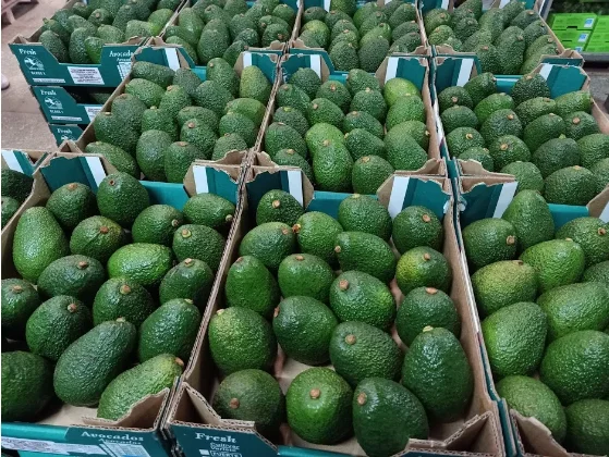 Premium Frozen Organic Hass Avocado Pelta Variety Best Grade Spain Origin 15cm Size for Sale