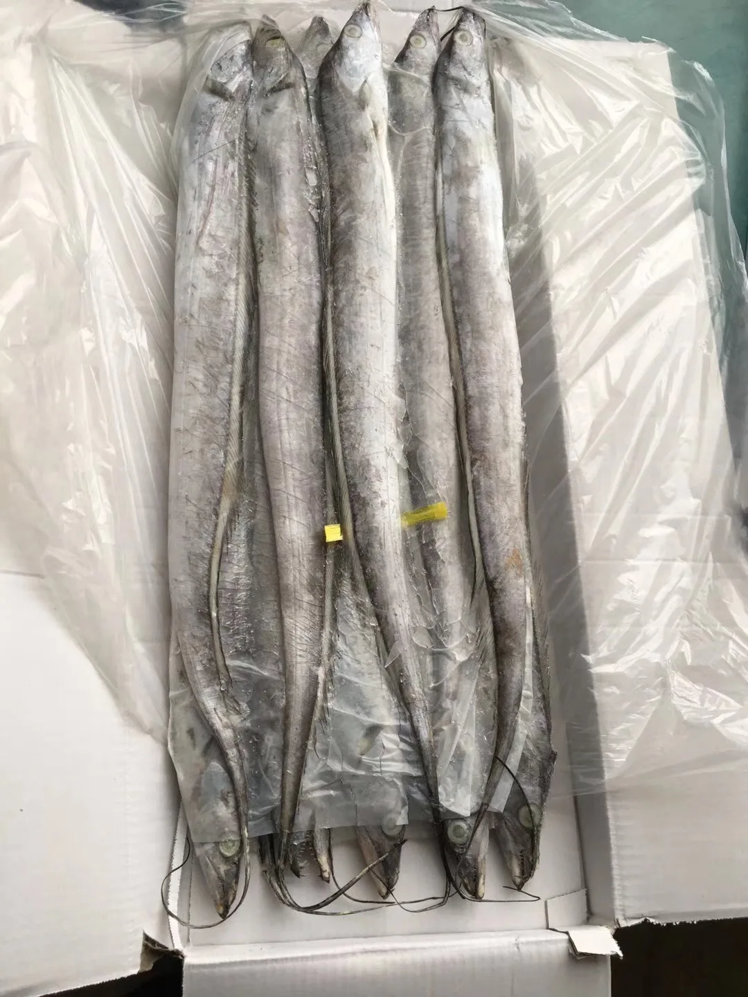 Frozen Ribbon Fish Ribbon Fish Export Quality Balochistan Ribbon